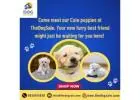 Dog Puppies for Sale in Bangalore