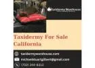 Buy Authentic Taxidermy in Nevada | Taxidermy Warehouse