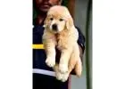 Labrador Retriever Puppies For Sale Delhi NCR