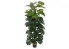 Breathe Life into Your Space in Australia with LifeLike Artificial Trees