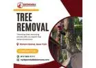 Expert Tree Removal Service